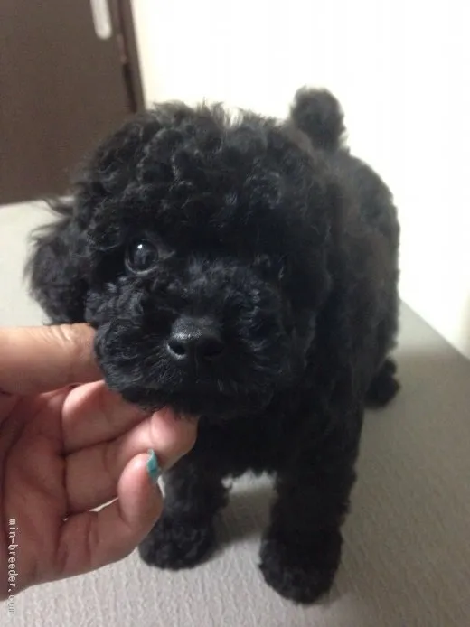 ID:1507-01146の子犬