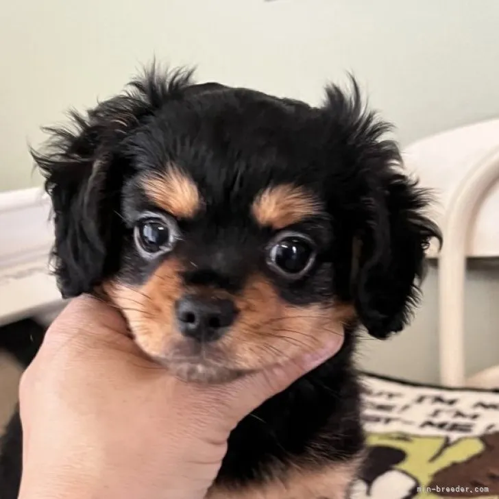 ID:2301-00696の子犬