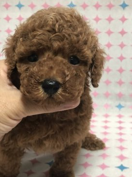 トイプードル(トイ)【神奈川県・男の子・2020年6月5日・レッド】の写真「人懐こく可愛い子^ ^」