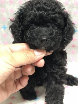 トイプードル(タイニー)【神奈川県・女の子・2020年8月28日・ブラック】の写真「可愛すぎる…^ ^」