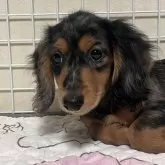 ミニチュアダックスフンド(ロング)【神奈川県・男の子・2024年8月5日・シルバーダップル】の写真4