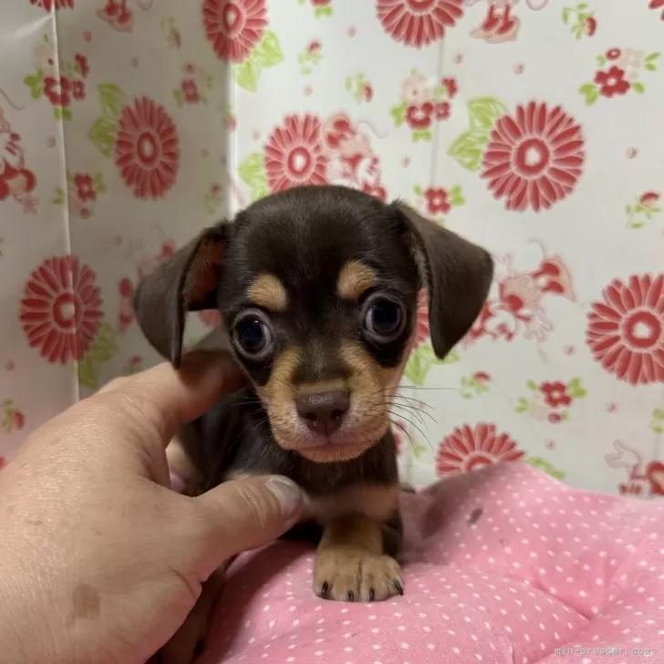 ID：2509-06324の子犬