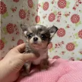 チワワ(ロング)