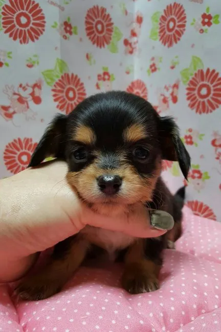 hina 様のお迎えした子犬