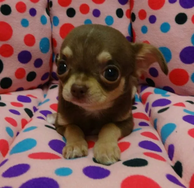 ID：1405-01345の子犬