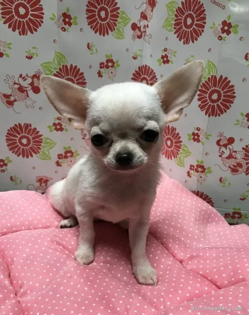 ID：1708-00481の子犬