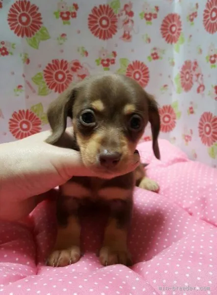 LaLa 様のお迎えした子犬