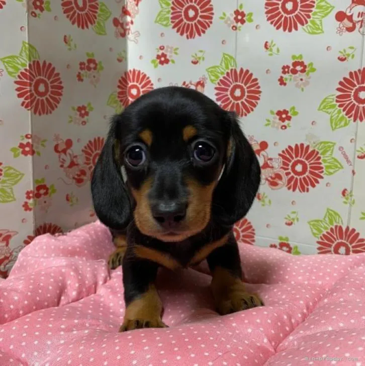 りー 様のお迎えした子犬