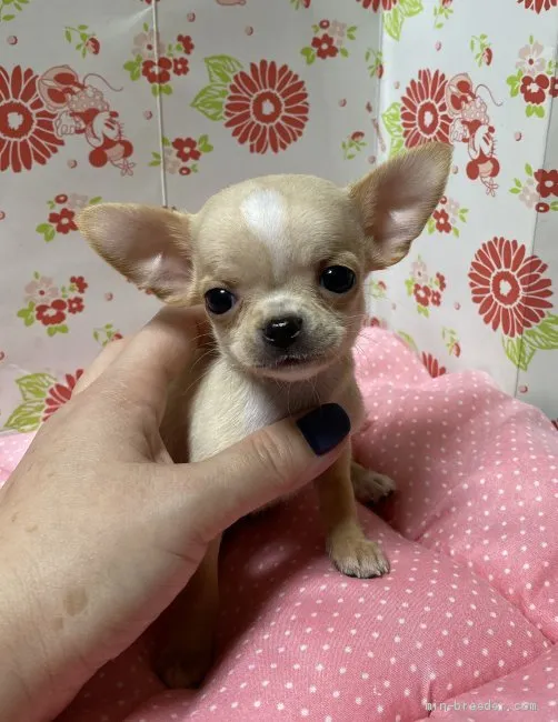 ID:1911-00025の子犬