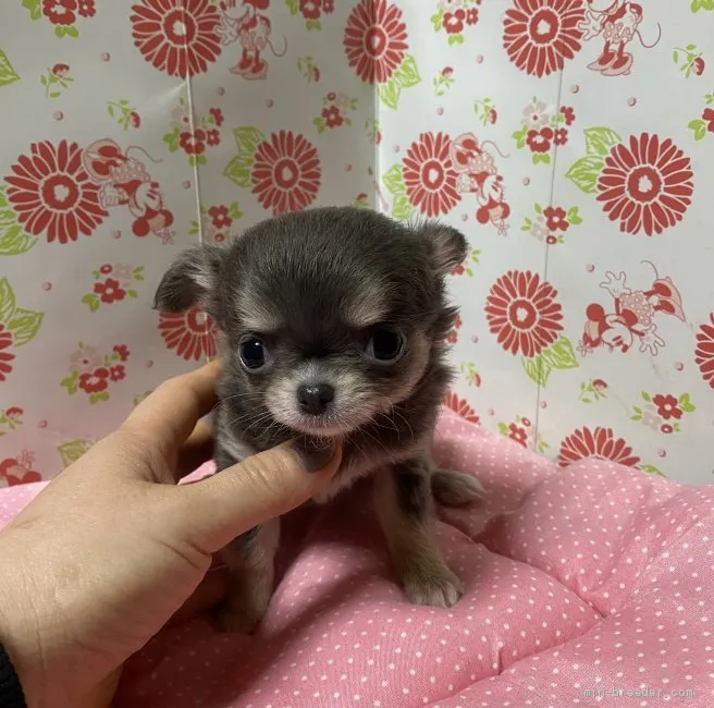 アトムパパ 様のお迎えした子犬