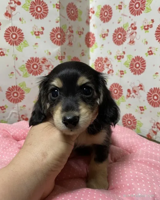 コタロー 様のお迎えした子犬