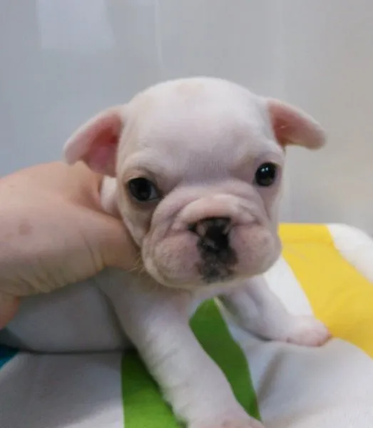 ぢぅ 様のお迎えした子犬