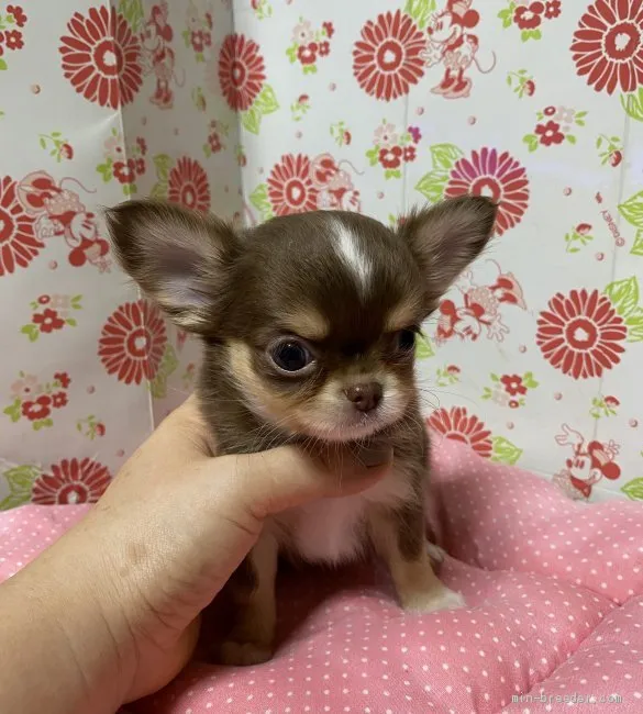 Y.N 様のお迎えした子犬