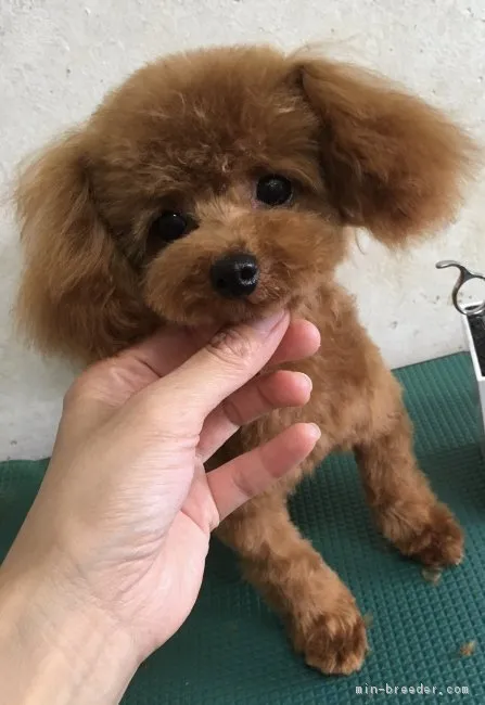 ID：1706-00415の子犬