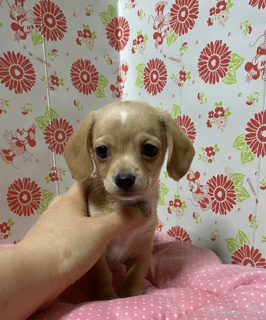 ID：2110-02496の子犬