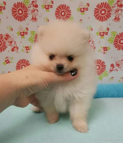 ID：1507-01279の子犬