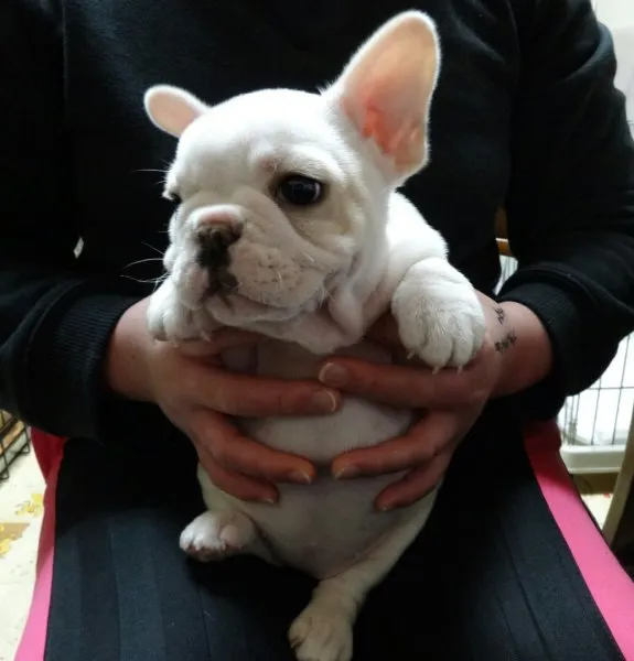 ID：1501-01402の子犬