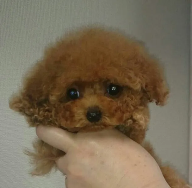 ID：1505-00926の子犬