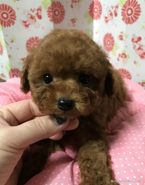 ID：1712-00001の子犬