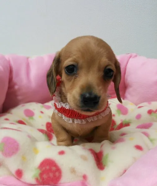 ID：1502-01030の子犬