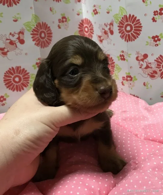 りんどう 様のお迎えした子犬