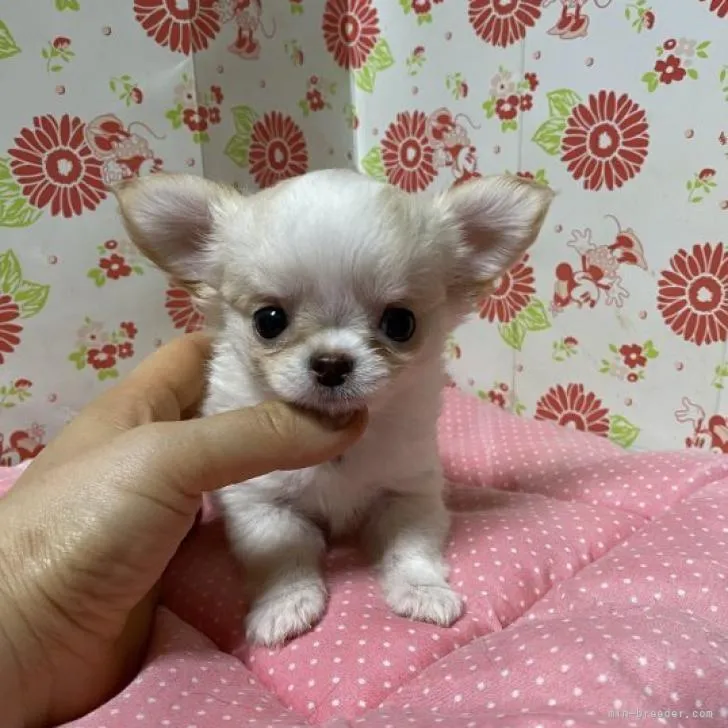ID:2210-03871の子犬