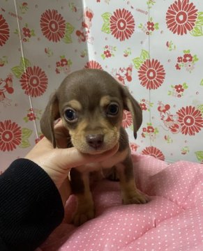 チワックス(チワワ×ダックス)【愛知県・男の子・2020年12月12日・チョコタン】の写真「キレイなチョコレート色」