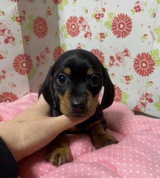 ミニチュアダックスフンド(スムース)【愛知県・男の子・2020年11月29日・ブラックタン】の写真「懐っこい子」