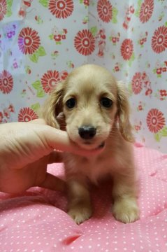 ミニチュアダックスフンド(ロング)【愛知県・男の子・2016年7月2日・クリーム】の写真「可愛いたれ目くん」