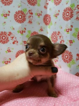 チワワ(ロング)【愛知県・女の子・2016年7月18日・チョコタン】の写真「」