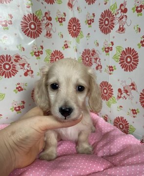 ミニチュアダックスフンド(ロング)【愛知県・男の子・2020年7月29日・イエロー】の写真「綺麗なクリーム色」