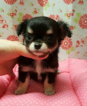 チワワ(ロング)【愛知県・女の子・2015年7月1日・ブラックタン】の写真「可愛い女の子」