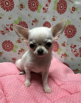 チワワ(スムース)【愛知県・女の子・2017年5月28日・クリーム】の写真「小さなお姫様」