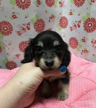 ミニチュアダックスフンド(ロング)【愛知県・男の子・2017年7月22日・ブラックイエロー】の写真「可愛い男の子」