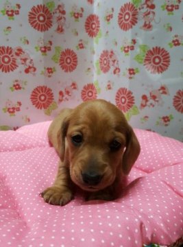 ミニチュアダックスフンド(スムース)【愛知県・男の子・2015年10月4日・レッド】の写真「」