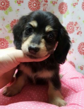 ミニチュアダックスフンド(ロング)【愛知県・女の子・2015年8月30日・ブラッククリーム】の写真「可愛い女の子」