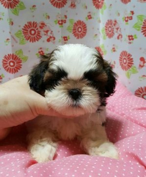 シーズー【愛知県・女の子・2016年5月15日・ゴールド&ホワイト】の写真「」