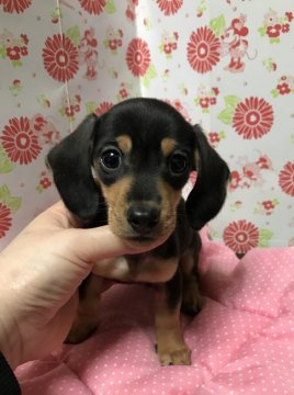 ミニチュアダックスフンド(スムース)【愛知県・男の子・2018年11月6日・ブラックタン】の写真「元気いっぱい」