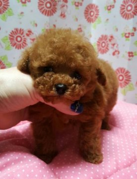トイプードル(ティーカップ)【愛知県・男の子・2015年12月30日・レッド】の写真「小さな男の子」