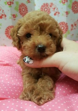 トイプードル(トイ)【愛知県・男の子・2015年6月30日・アプリ】の写真「」