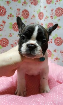 フレンチブルドッグ【愛知県・女の子・2016年6月28日・パイド】の写真「」