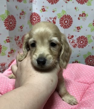 ミニチュアダックスフンド(ロング)【愛知県・女の子・2017年6月25日・イエロー】の写真「可愛い女の子」