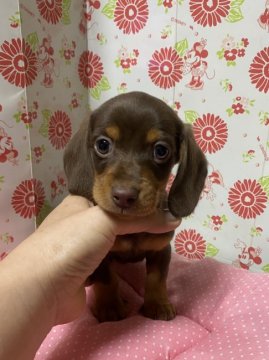 ミニチュアダックスフンド(スムース)【愛知県・男の子・2020年9月24日・チョコタン】の写真「濃いチョコレート」