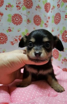 チワックス【愛知県・女の子・2016年10月6日・ブラックタン】の写真「」