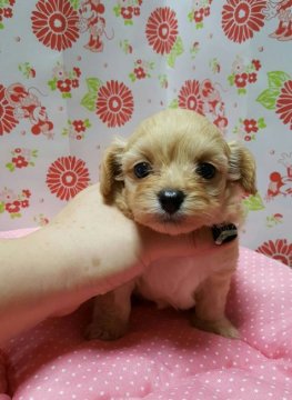 チワプー【愛知県・女の子・2016年8月31日・クリーム】の写真「しっぽフリフリ」