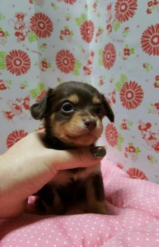 チワックス【愛知県・男の子・2016年10月6日・チョコタン】の写真「」