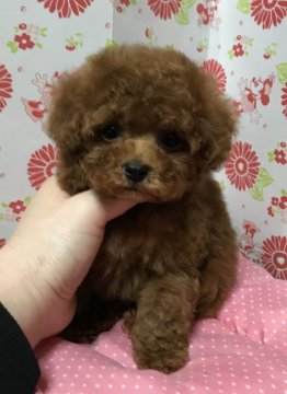 トイプードル(ティーカップ)【愛知県・男の子・2018年1月28日・レッド】の写真「おっとりな男の子」