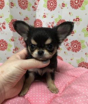 チワワ(ロング)【愛知県・男の子・2019年5月24日・ブラックタン】の写真「イケメンくん」