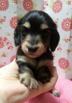 ミニチュアダックスフンド(ロング)【愛知県・男の子・2015年8月30日・ブラッククリーム】の写真「」