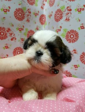 シーズー【愛知県・男の子・2016年5月15日・ホワイト&ゴールド】の写真「可愛い男の子」